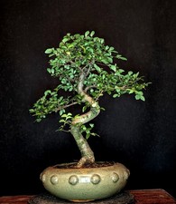BONSAI CHINESISCHE ULME ULMUS