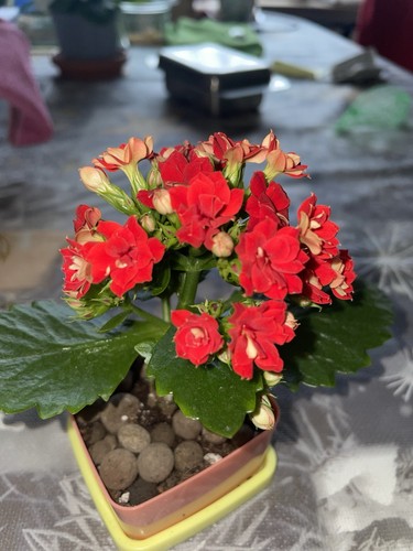 Rotes flammendes kätchen mit - rotes, kätchen,