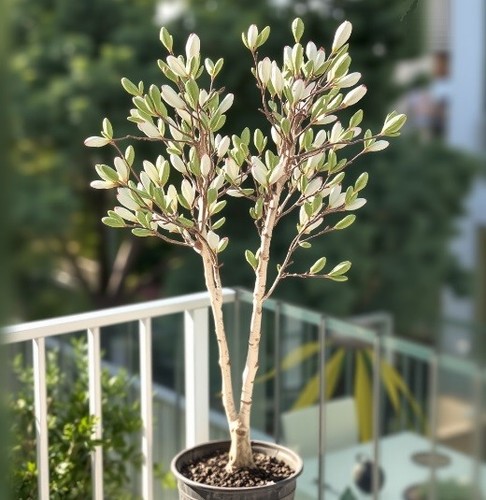 Weißer gummibaum exotische - gummibaum,