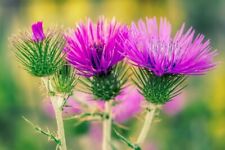 +1000 Samen Mariendistel Silybum marianum Distel Wildblume Heilpflanze Saatgut
