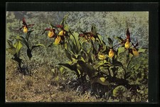 Künstler-AK Photochromie Nr. 780: Blumen Cypripedium calceolus 