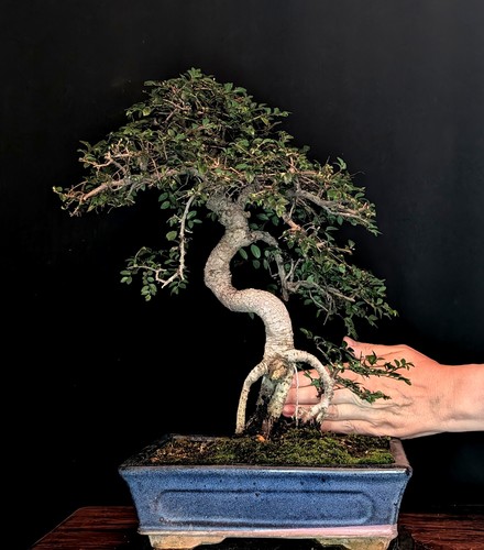 Bonsai chinesische ulme - bonsai, ulmus