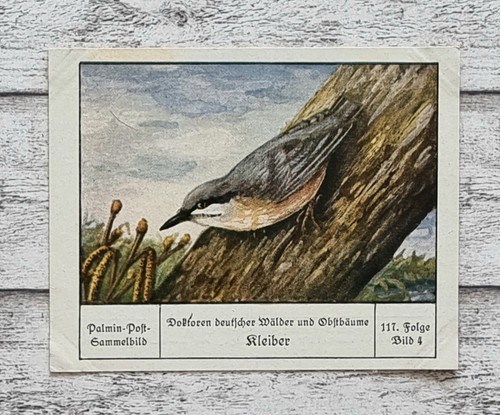 Kleiber doktoren wälder - doktoren,