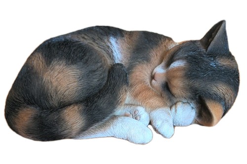 Schlafende schildpatt katze - schildpatt,