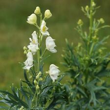  Blumixx Stauden Aconitum
