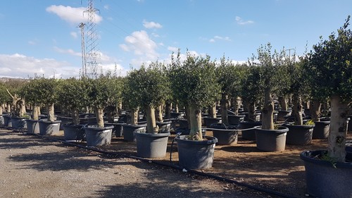 Olivenbaum olea europea - olivenbaum,