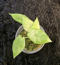 Kleine Alocasia Macrorrhiza Splash Variegata / Jungpflanze / Zimmerpflanze