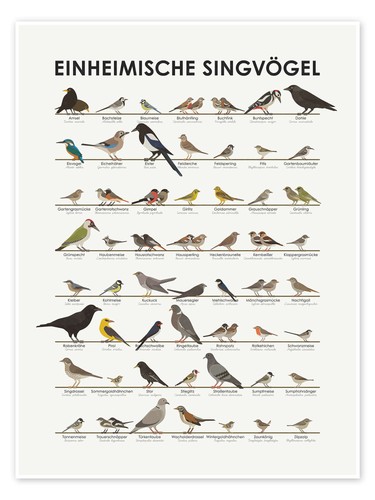 Poster einheimische singvögel - poster,