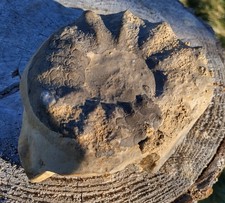 Großer ceratites - großer,