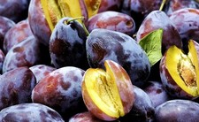 PRESIDENT Pflaumenbaum -