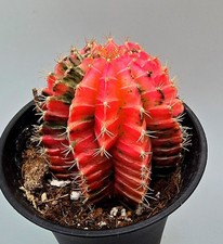  Sehr schöner Kräftiger Gymnocalycium Mihanovichii Variegata Kaktus