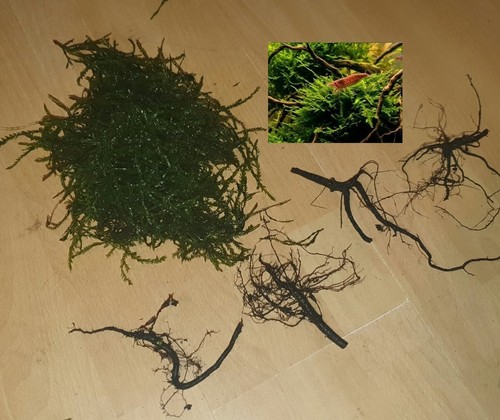 Wurzeln quellmoos garnelen - &,