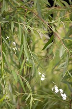 Salix alba tristis - salix,
