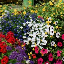 Blumen Mischung Balkon Pflanze einjährig 450 Samen Nr.305