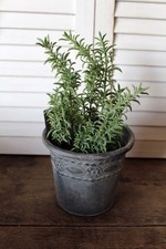 Zink Blumentopf Übertopf Kräutertopf Ornament Rost Patina Nostalgie Gartendeko