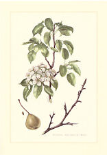 Holzbirne      Pyrus pyraster