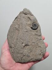 Original Whitby Yorkshire Jurassic Dactylioceras Gracile Ammonit Fossil