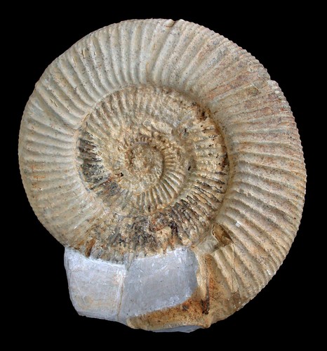 Malm parataxioeras polyplocum - ,