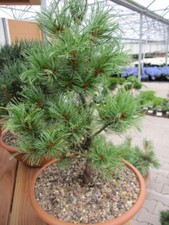 Pinus parviflora Schoon's