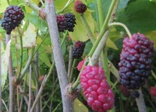 Morus r. 'Mojo Berry'® Maulbeere Zwerg Maulbeerbaum Winterharte Pflanze 30-50cm