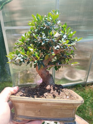 Bonsai olea europaea - bonsai,