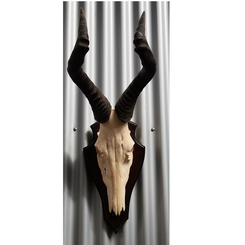 Kuhantilope hartebeest - kuhantilope,