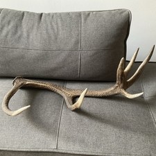 Abwurfstangen Hirsch Rotwild