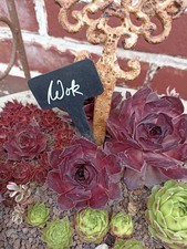 2x Kindel Sempervivum * Wok