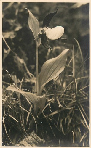 Frauenschuh orchidee - -,
