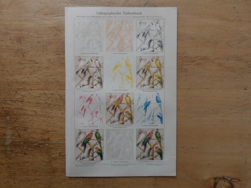 Orig chromolithographie - orig.(1908),