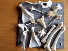 Reh knochen wirbel basteln - reh,