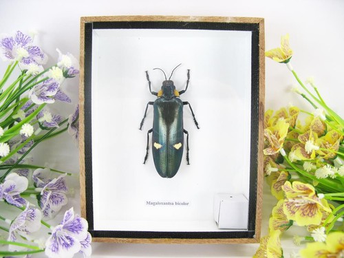 Magaloxantsa bicolor 3d - bicolor,