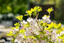 Rhododendron schlippenbachii, Azalee, rosa Blüten, 50–60 cm