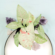 Syngonium Milk Confetti