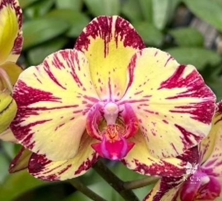 Phalaeniopsis nck mars - phalaeniopsis,