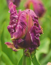 10   Papageien Tulpen Parrot Negrita Tulpenzwiebeln Lieferbar 9.9.