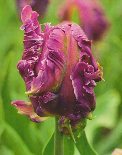 Papageien tulpen parrot - ,