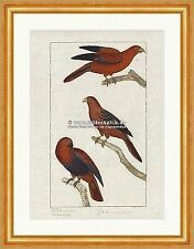 Purpurroter Lori Roter Lori Violetter Lori Lorisidae Papagei Buffon 209 Gerahmt