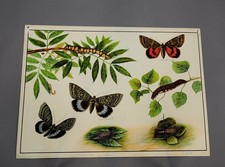 antiker Wandtafel Druck Bild Landschaft mit blauen und roten Unterflügeln Entomologie