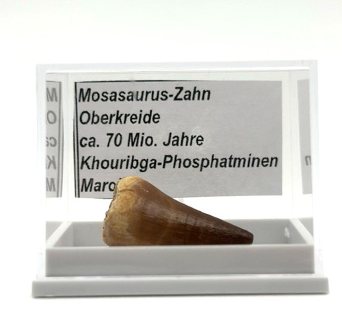 Schöner mosasaurus zahn - 1,