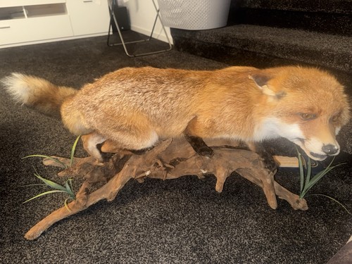 Fuchs präparat präpariert - fuchs, präparat,