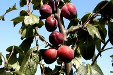 Pflaume `Königin Viktoria´, Buschbaum, 120-140cm im 10-Liter Topf