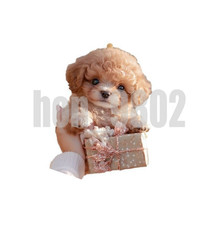 Roboterhund Nicoo - Läuft &