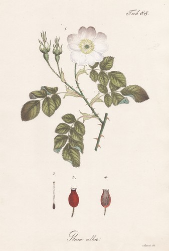 Alba rose white york - white,