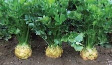 100+ Samen Knollensellerie "Talar", Frühe Sorte, Samenfest