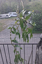 Dendrobium friedricksianum - , –