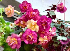 Achimentha „ Alexandra