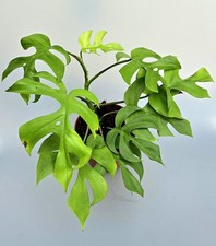 Sehr Schöne Kräftige Rhaphidophora Tetrasperma Monstera Minima Goldrush