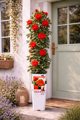 Kletterrose crazy love - kletterrose, in