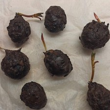 6 Nymphae Knollen-  Nymphaea